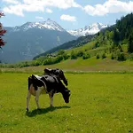 Zittrauerhof - Urlaub Am Bauernhof Gastein Bauernhof