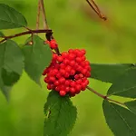 Zittrauerhof - Urlaub Am Bauernhof Gastein Bauernhof