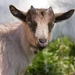 Farmház Zittrauerhof - Urlaub Am Bauernhof Gastein Bad Hofgastein