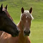 Farmház Zittrauerhof - Urlaub Am Bauernhof Gastein Bad Hofgastein