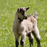 Bauernhof Zittrauerhof - Urlaub Am Bauernhof Gastein Bad Hofgastein