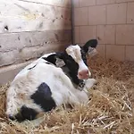 Farmház Zittrauerhof - Urlaub Am Bauernhof Gastein *