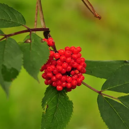 Zittrauerhof - Urlaub Am Bauernhof Gastein مزرعة للإقامة