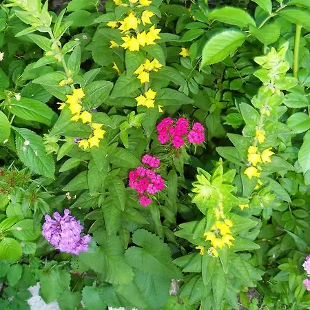 Zittrauerhof - Urlaub Am Bauernhof Gastein *
