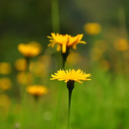 Zittrauerhof - Urlaub Am Bauernhof Gastein *