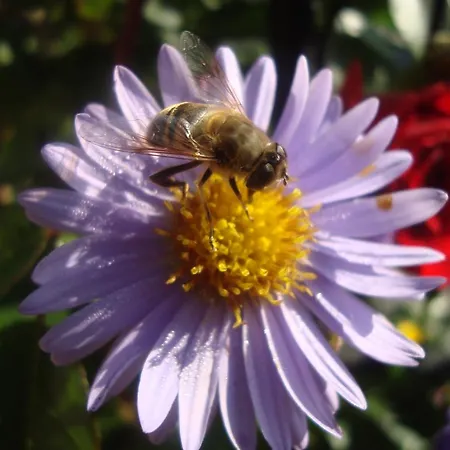 مزرعة للإقامة Zittrauerhof - Urlaub Am Bauernhof Gastein *