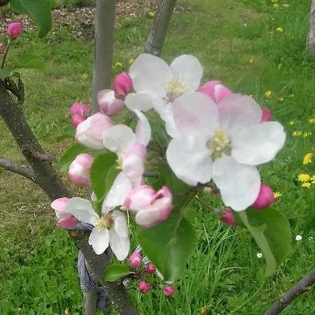 Zittrauerhof - Urlaub Am Bauernhof Gastein مزرعة للإقامة