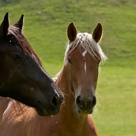 مزرعة للإقامة Zittrauerhof - Urlaub Am Bauernhof Gastein باد هوفغاستين