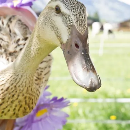 Zittrauerhof - Urlaub Am Bauernhof Gastein باد هوفغاستين