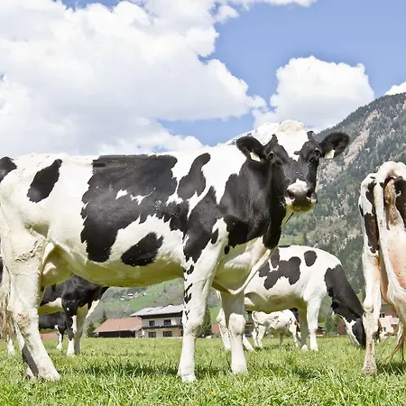 مزرعة للإقامة Zittrauerhof - Urlaub Am Bauernhof Gastein *