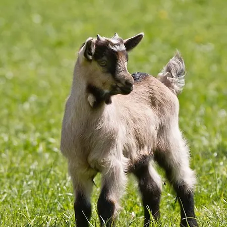 مزرعة للإقامة Zittrauerhof - Urlaub Am Bauernhof Gastein باد هوفغاستين
