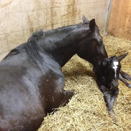 مزرعة للإقامة Zittrauerhof - Urlaub Am Bauernhof Gastein *