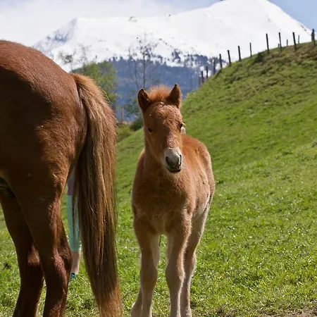 Zittrauerhof - Urlaub Am Bauernhof Gastein مزرعة للإقامة *