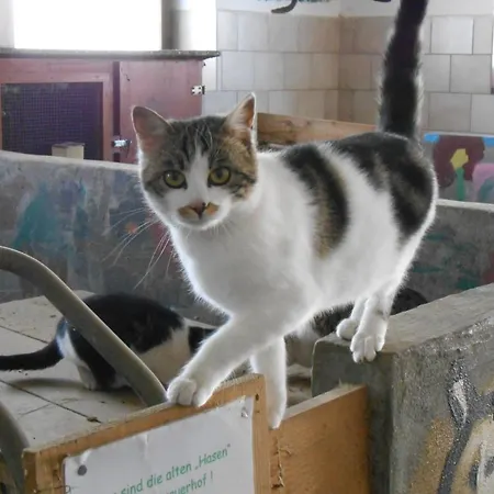 مزرعة للإقامة Zittrauerhof - Urlaub Am Bauernhof Gastein *